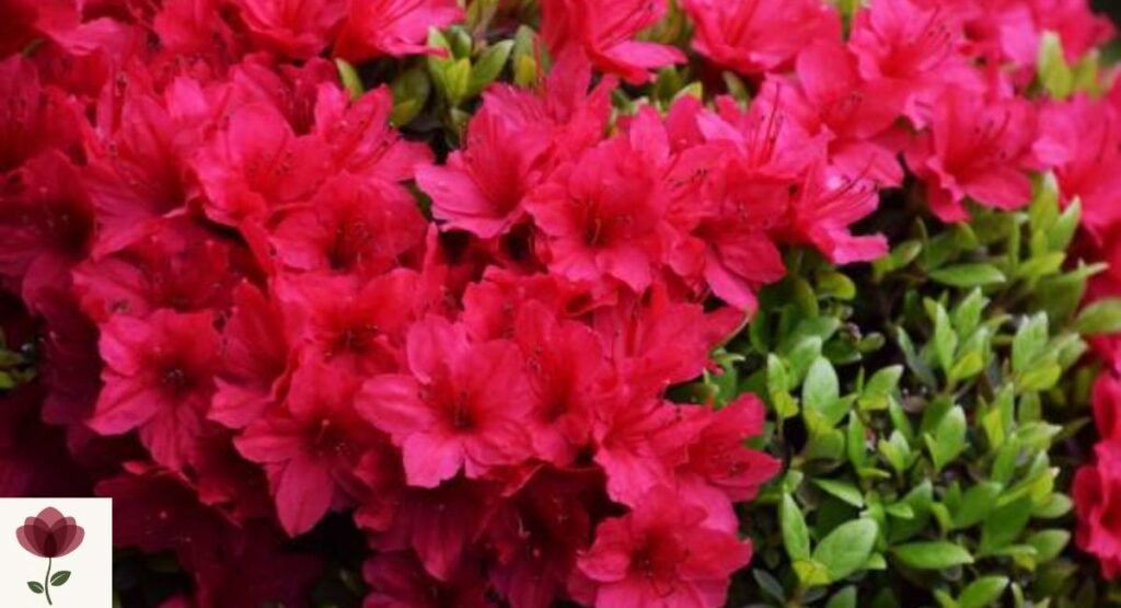 Kurume Azalea