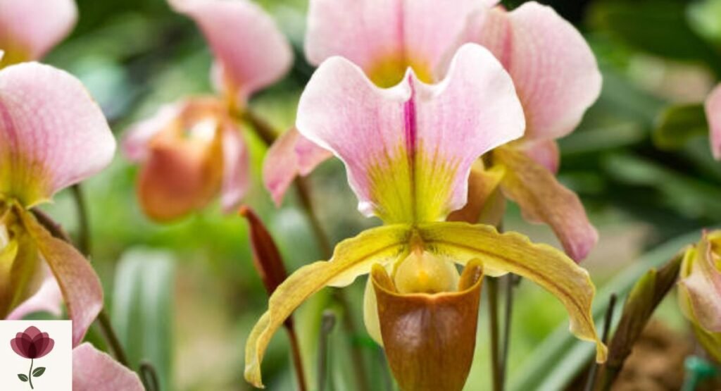 Lady's Slipper (Cypripedium spp.)