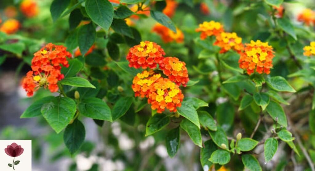 Lantana (Lantana camara)