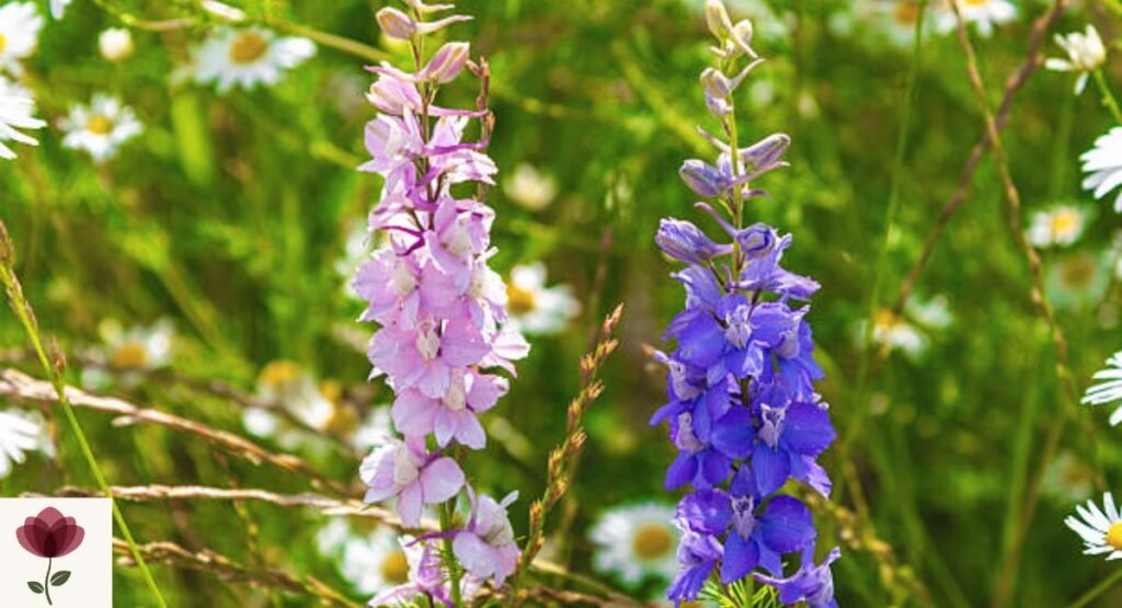 Larkspur (Delphinium ajacis)