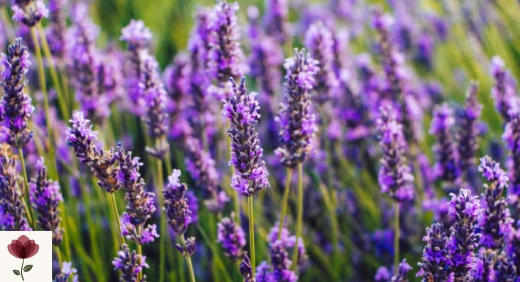 Lavender (Lavandula angustifolia)