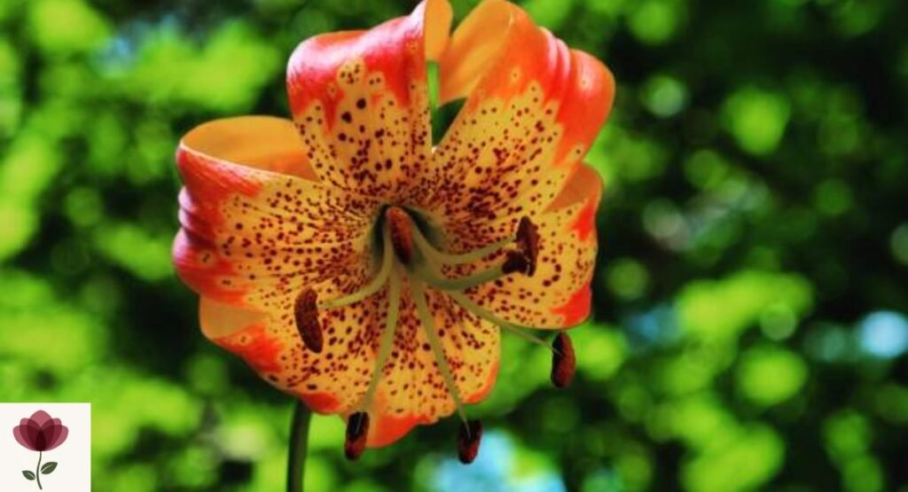 Leopard Lily (Lilium pardalinum)
