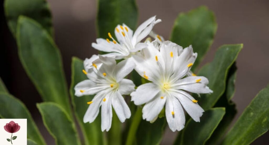 Lewisia (Lewisia cotyledon)