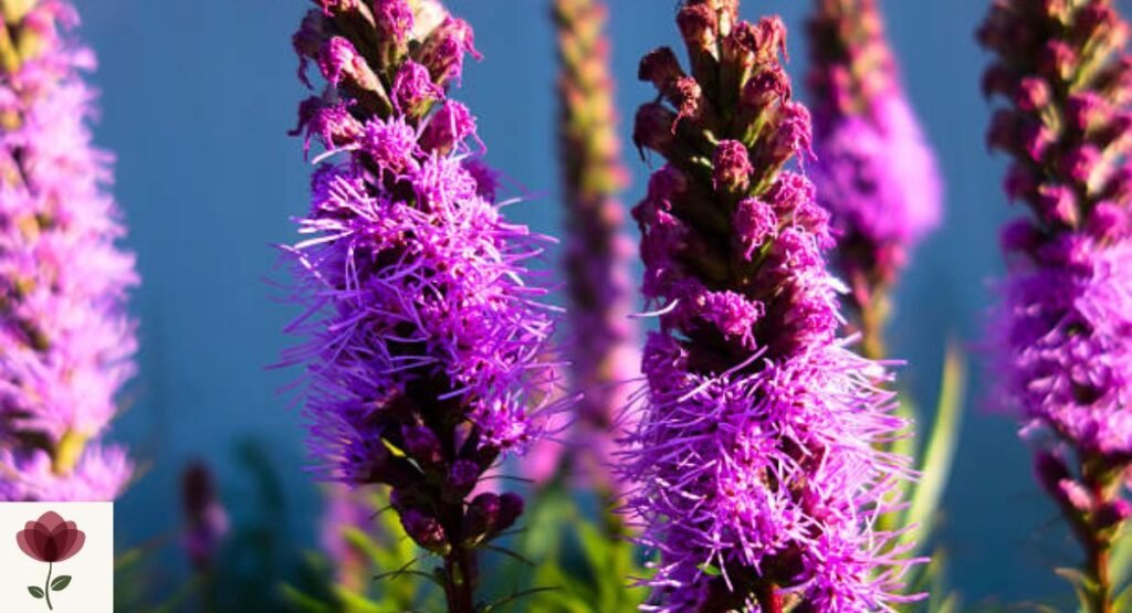 Liatris (Liatris spicata)