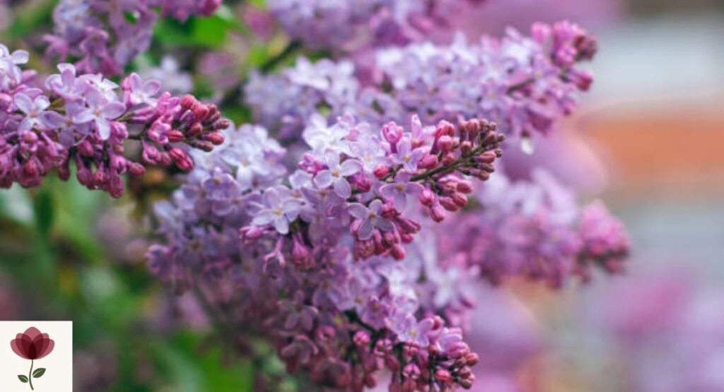 Lilac (Syringa vulgaris)
