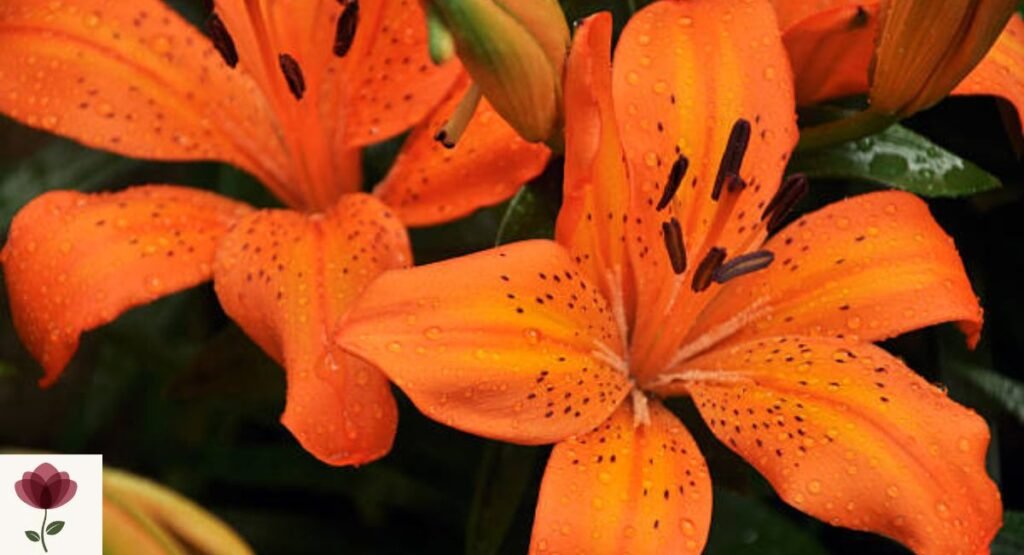 Lily (Lilium spp.)