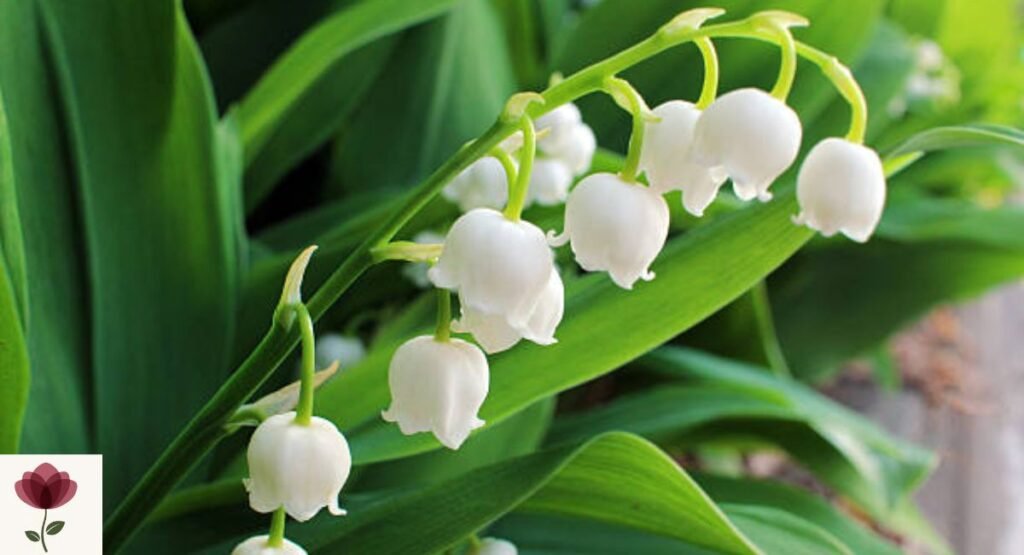 Lily of the Valley (Convallaria majalis)