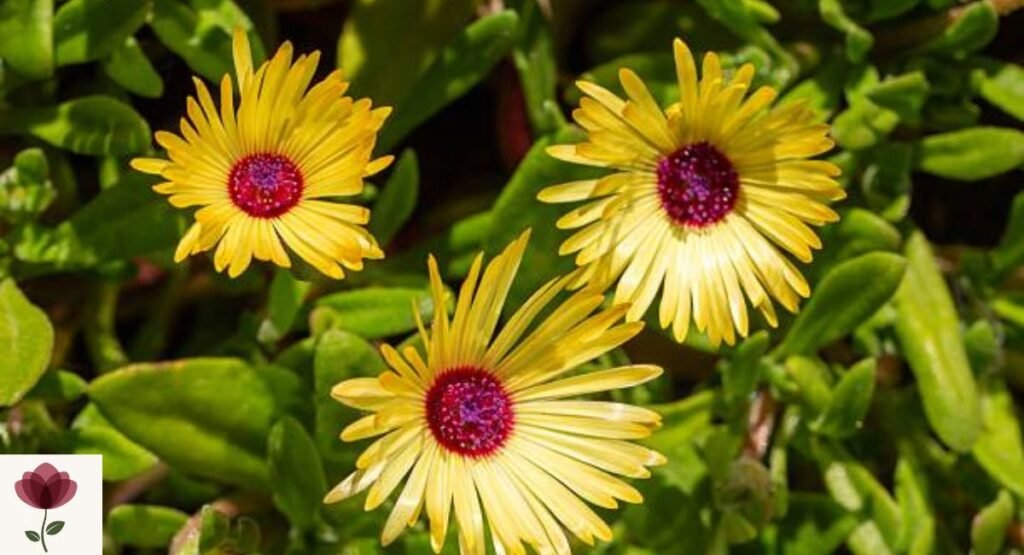 Livingstone Daisy (Dorotheanthus bellidiformis)