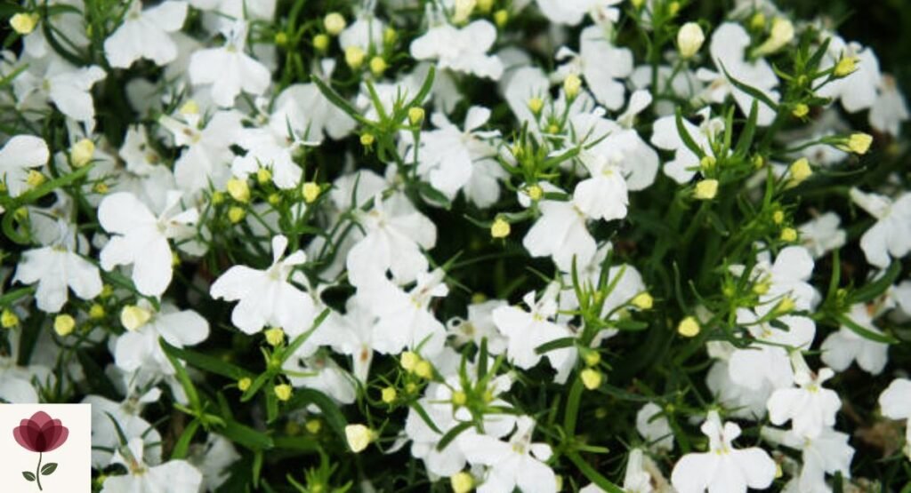 Lobelia (Lobelia erinus)