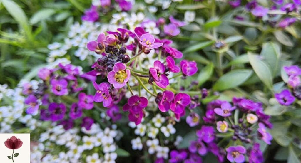 Lobularia (Lobularia maritima)