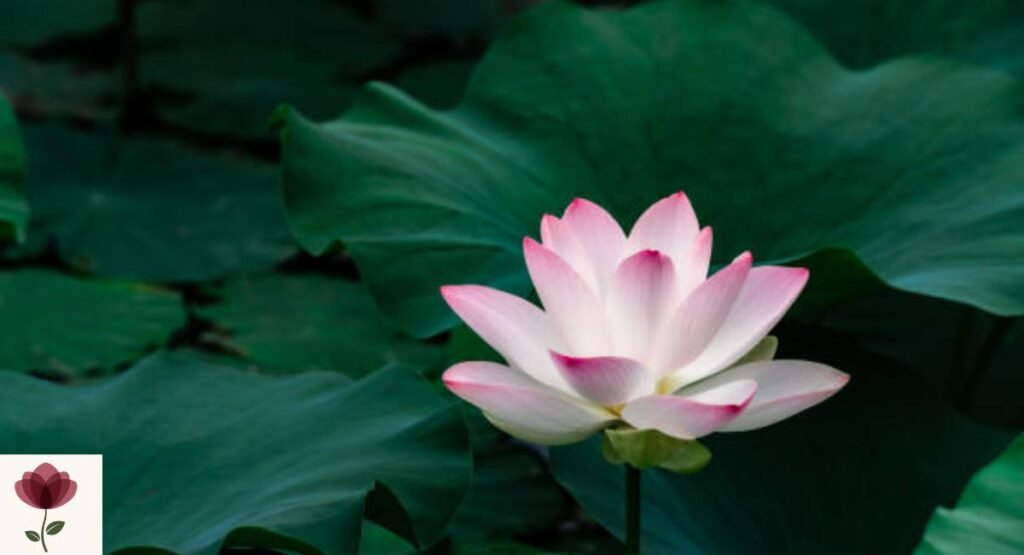 Lotus (Nelumbo nucifera)