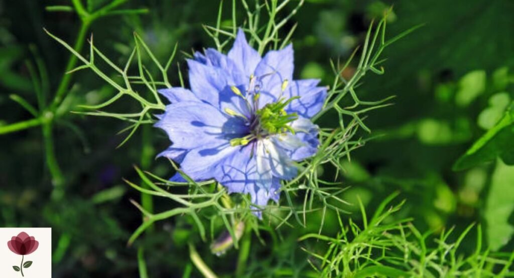 Love-in-a-Mist (Nigella damascena)