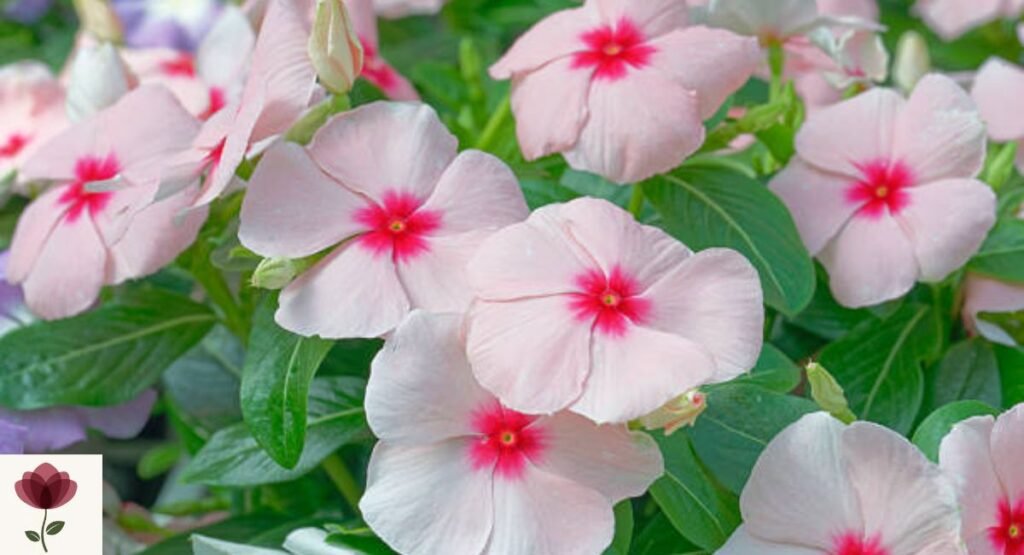 Madagascar Periwinkle