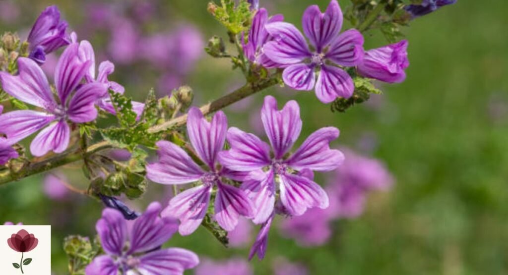 Mallow