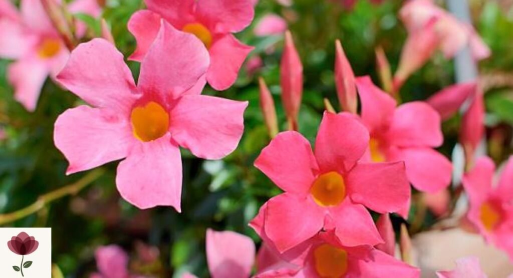 Mandevilla