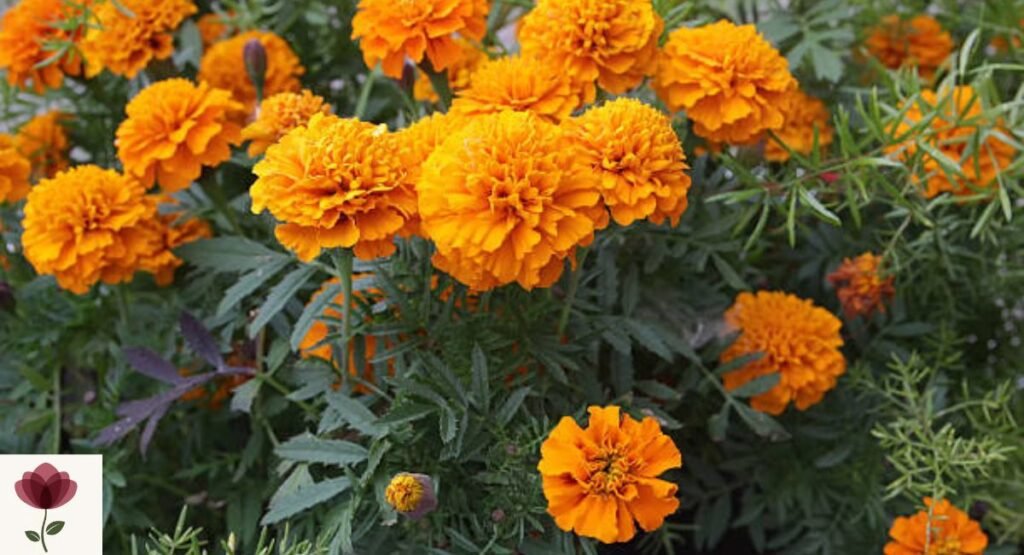 Marigold