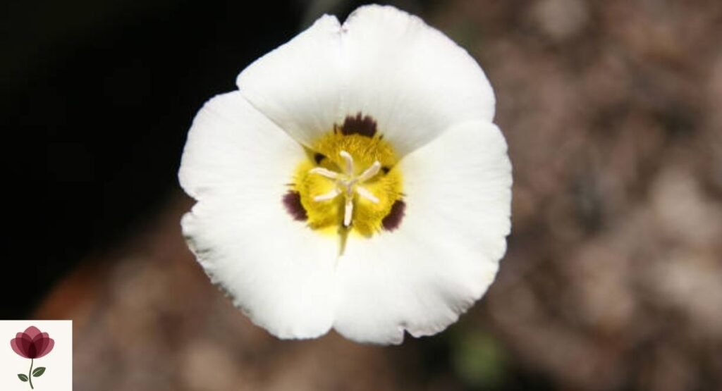 Mariposa Lily