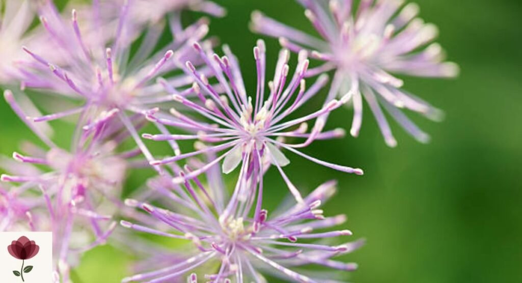 Meadow Rue