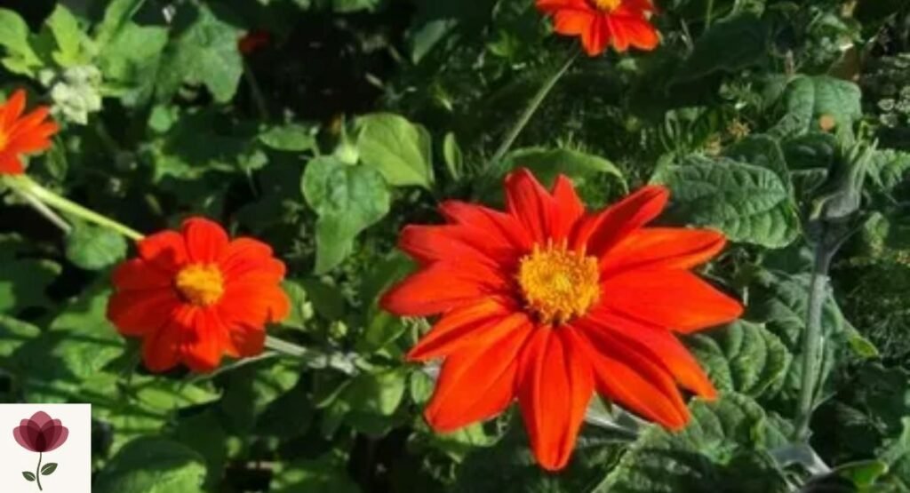 Mexican Sunflower