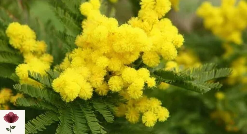 Mimosa