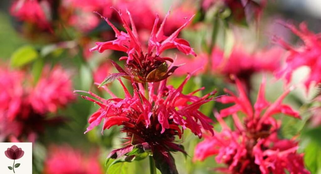 Monarda