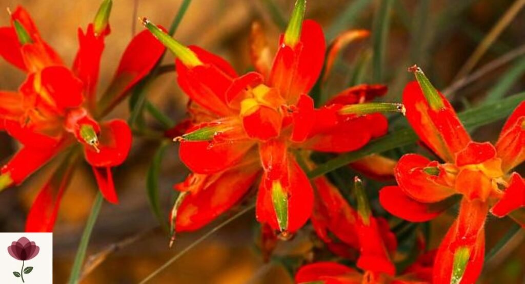 Montbretia