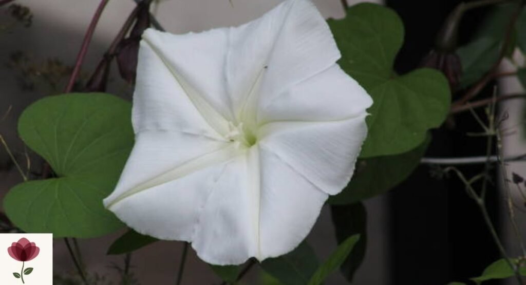 Moonflower
