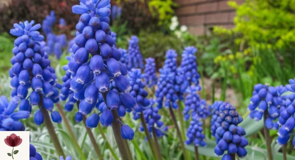 Muscari