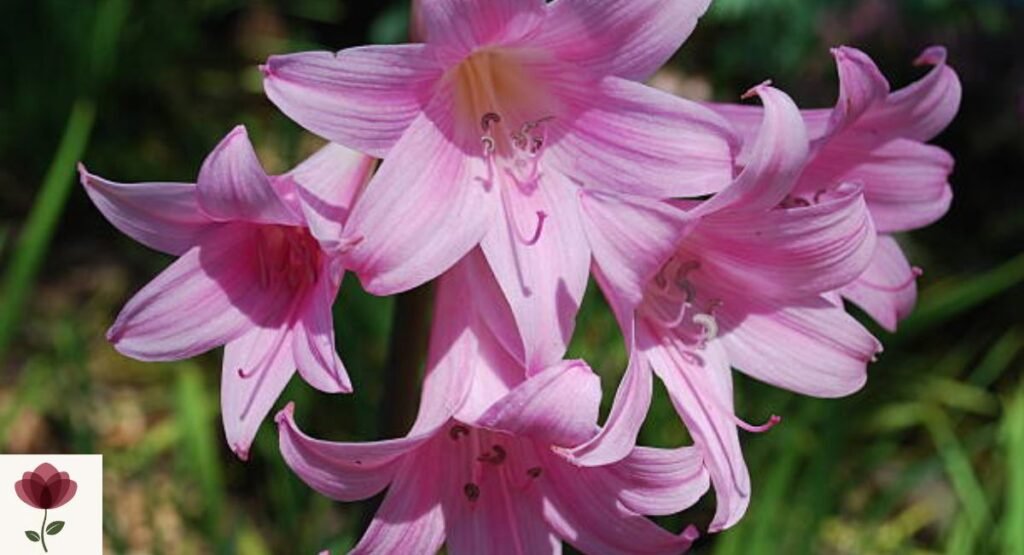 Naked Lady Lily
