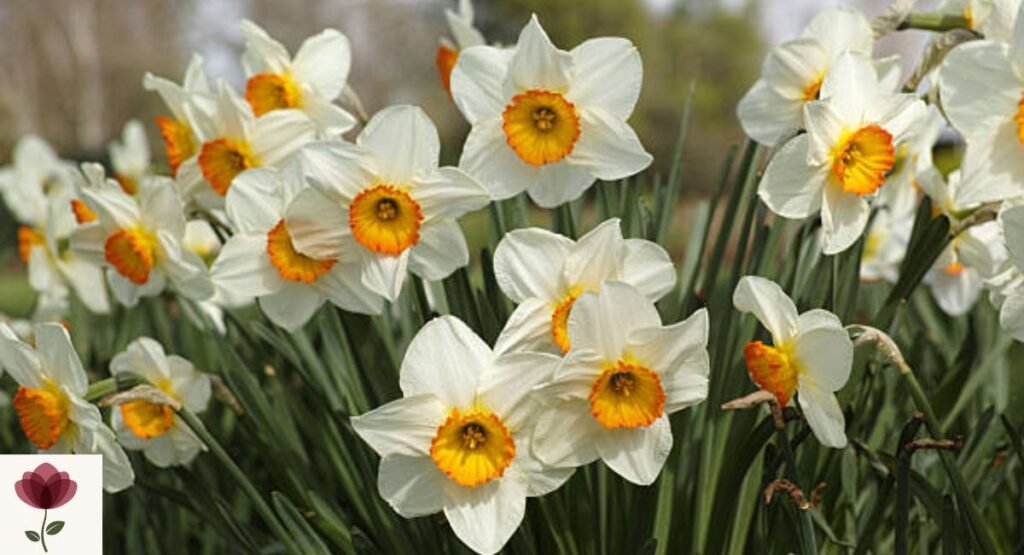 Narcissus