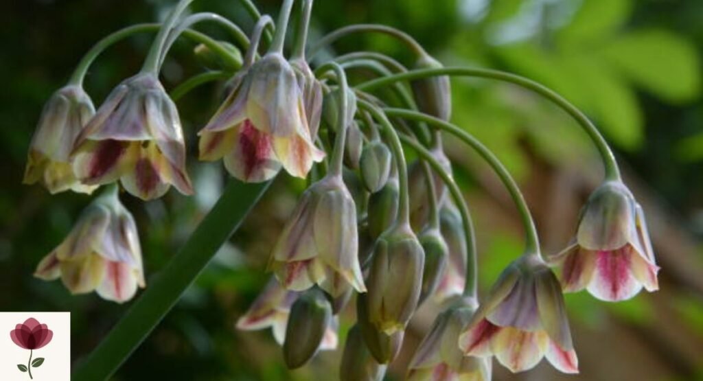 Nectaroscordum