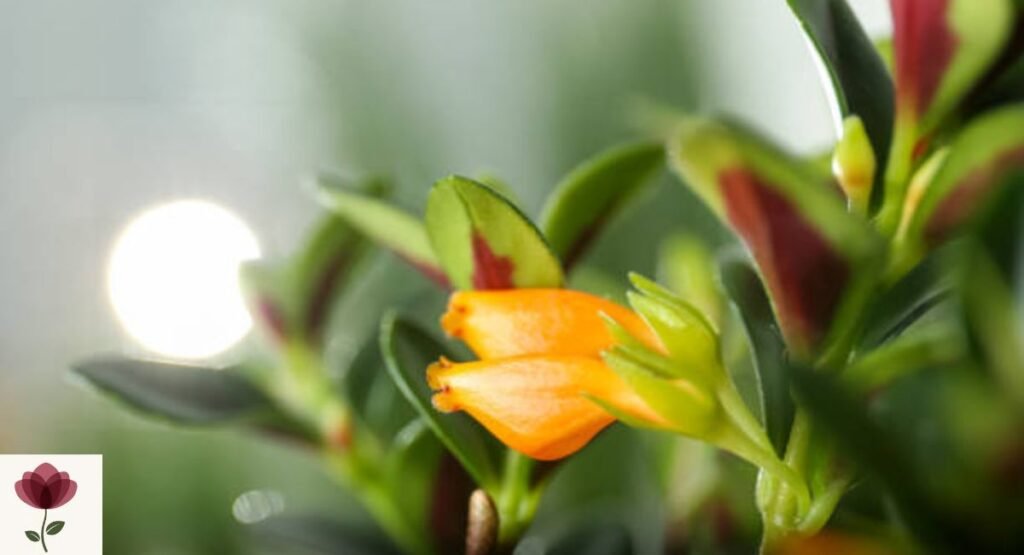 Nematanthus (Goldfish Plant)