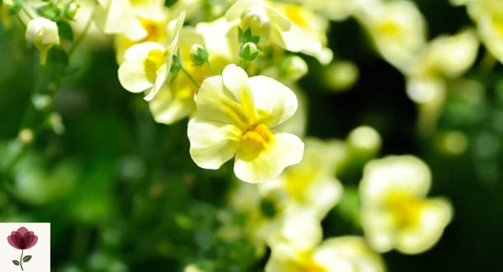 Nemesia