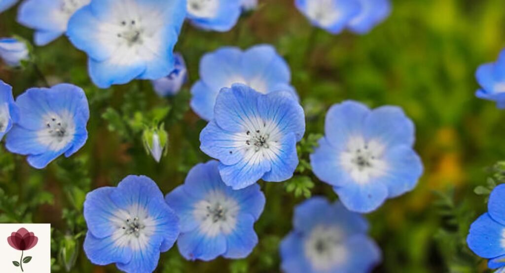 Nemophila