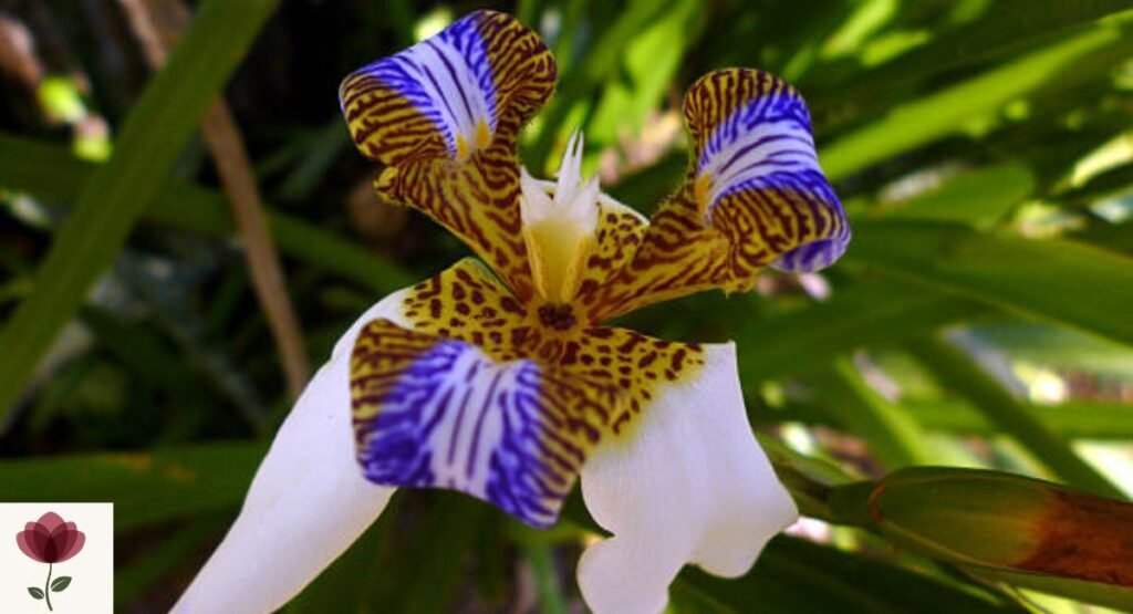 Neomarica (Walking Iris)