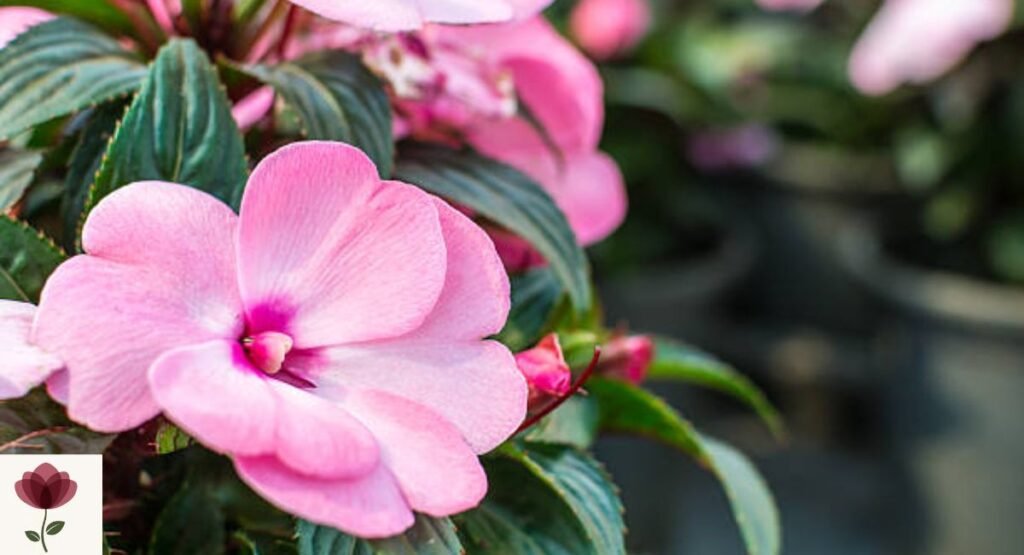 New Guinea Impatiens