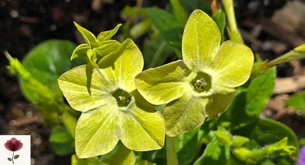 Nicotiana