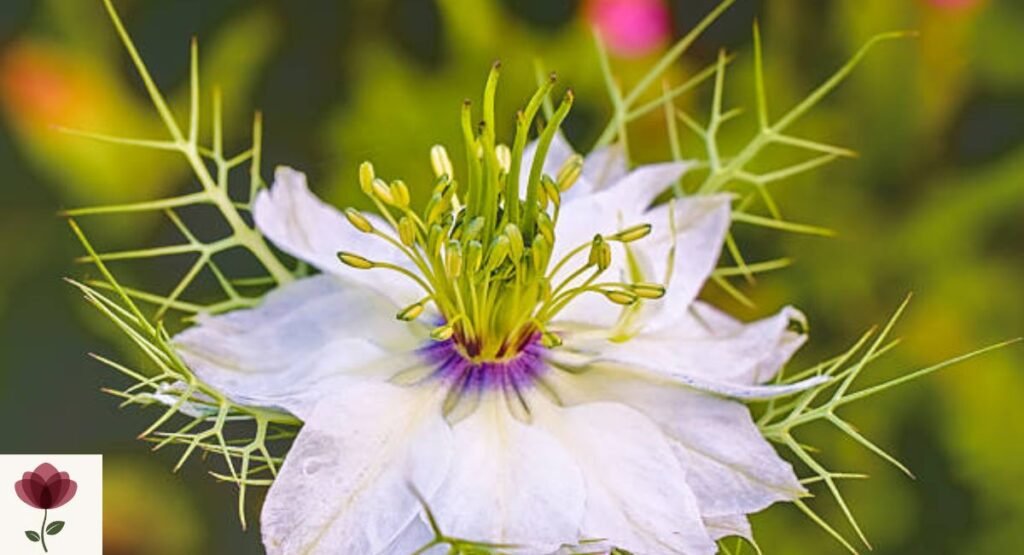 Nigella