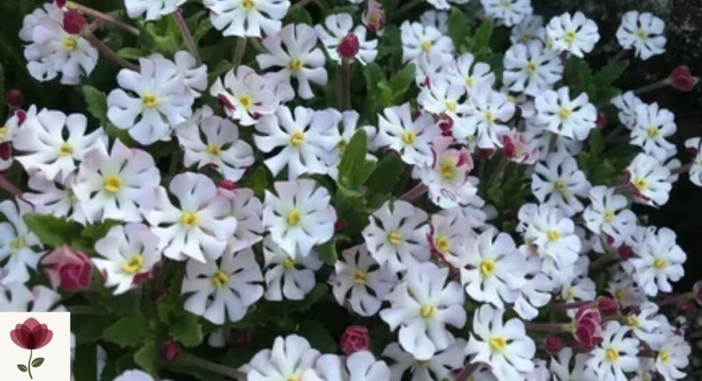 Night Phlox
