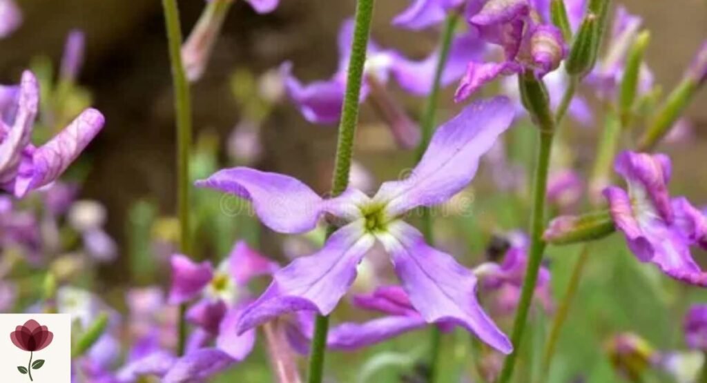Night-Scented Stock